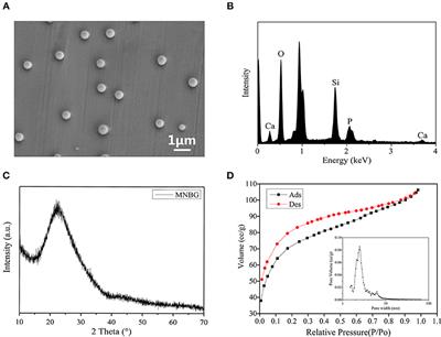 Micro-Nano Bioactive Glass Particles Incorporated Porous Scaffold for Promoting Osteogenesis and Angiogenesis in vitro